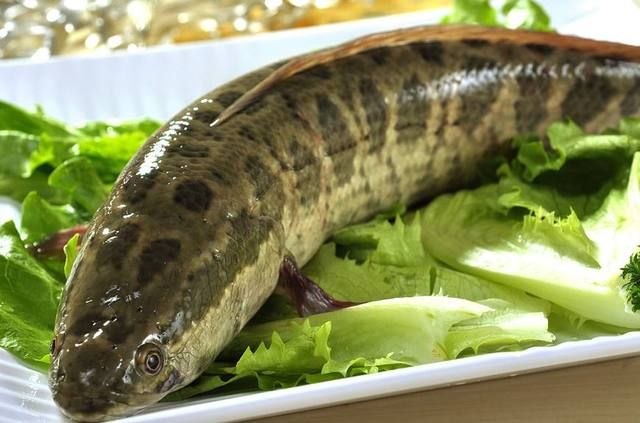 黑魚(yú)和龍魚(yú)能混養(yǎng)嗎：黑魚(yú)和龍魚(yú)可以混養(yǎng)嗎