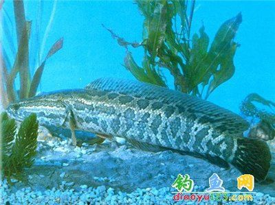 黑魚(yú)和龍魚(yú)能混養(yǎng)嗎：黑魚(yú)和龍魚(yú)可以混養(yǎng)嗎