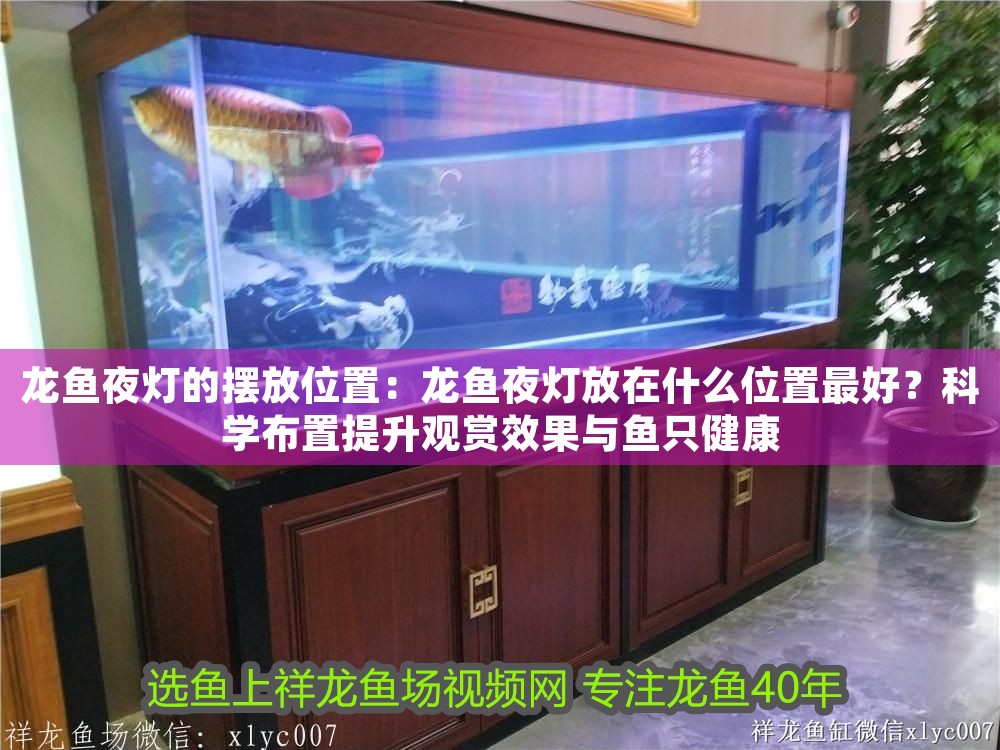 龍魚夜燈的擺放位置：龍魚夜燈放在什么位置最好？科學(xué)布置提升觀賞效果與魚只健康