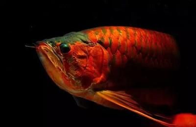 龍魚發(fā)色過程圖片欣賞大全視頻：龍魚發(fā)色過程動(dòng)態(tài)圖解