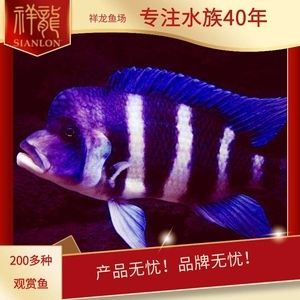 祥龍魚場觀賞魚價格表最新：最新的祥龍魚場觀賞魚價格表，七彩雷龍價格相對較便宜 祥龍魚場觀賞魚價格表最新：最新的祥龍魚場觀賞魚價格表，七彩雷龍價格相對較便宜 龍魚百科 第1張