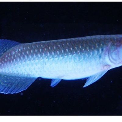 七彩銀龍魚怎么樣（七彩銀龍魚市場價格趨勢）