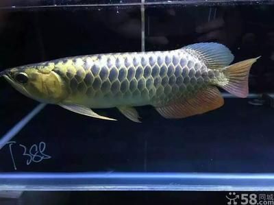 超級金龍魚