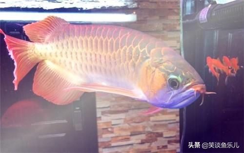 龍魚上浮不動：龍魚上浮不動可能由多種原因引起，飼養者需注意治療
