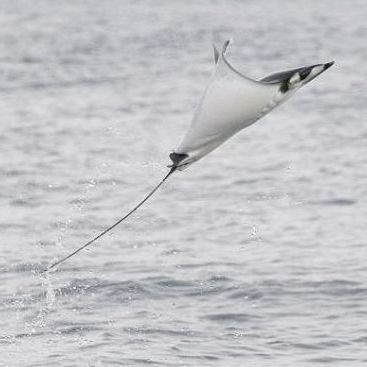 魔鬼魚長啥樣圖片