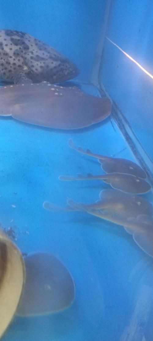 魔鬼魚長啥樣圖片