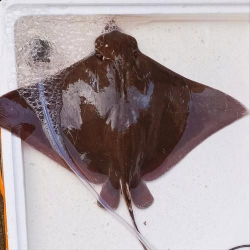 魔鬼魚長啥樣圖片