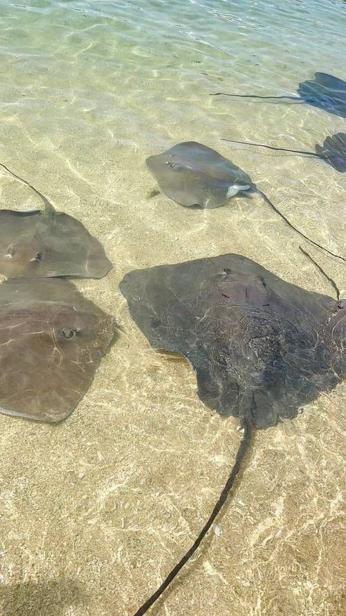 魔鬼魚長啥樣圖片