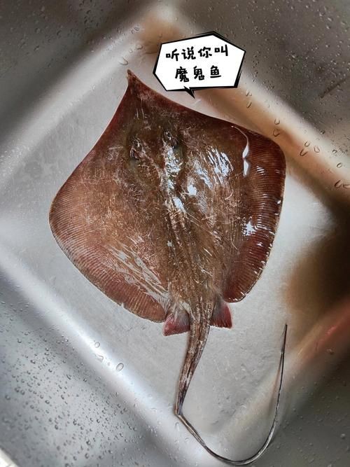 魔鬼魚長啥樣圖片