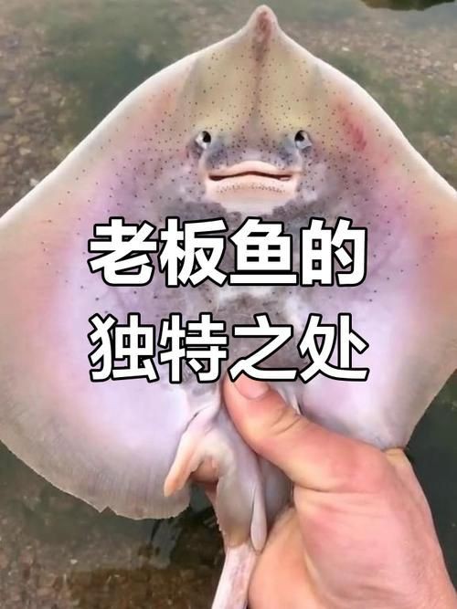 魔鬼魚長啥樣圖片