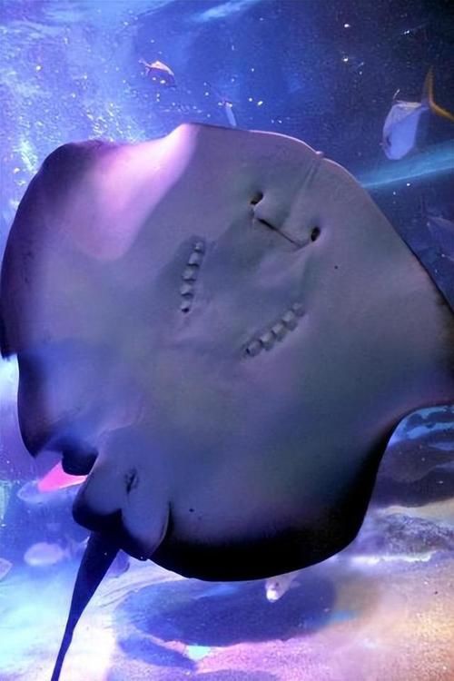 魔鬼魚長啥樣圖片