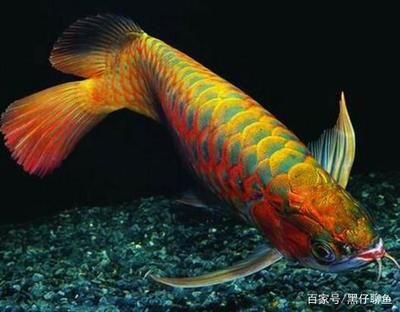 龍魚魚缸ph值的正常范圍及其重要性解釋：關于龍魚魚缸ph值的正常范圍及其重要性的解釋