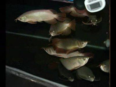 孟吉爾紅龍魚養殖場電話，孟吉爾紅龍魚養殖場