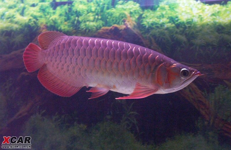 紅龍魚養多久才長到50cm：紅龍魚一年可以長15-20厘米