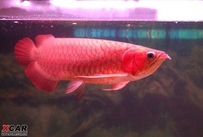 紅龍魚養多久才長到50cm：紅龍魚一年可以長15-20厘米