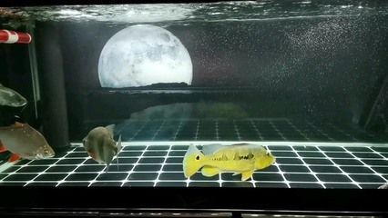 龍魚溫度多少度最好：成年龍魚最佳飼養溫度建議龍魚換水溫差控制夏季龍魚保溫技巧