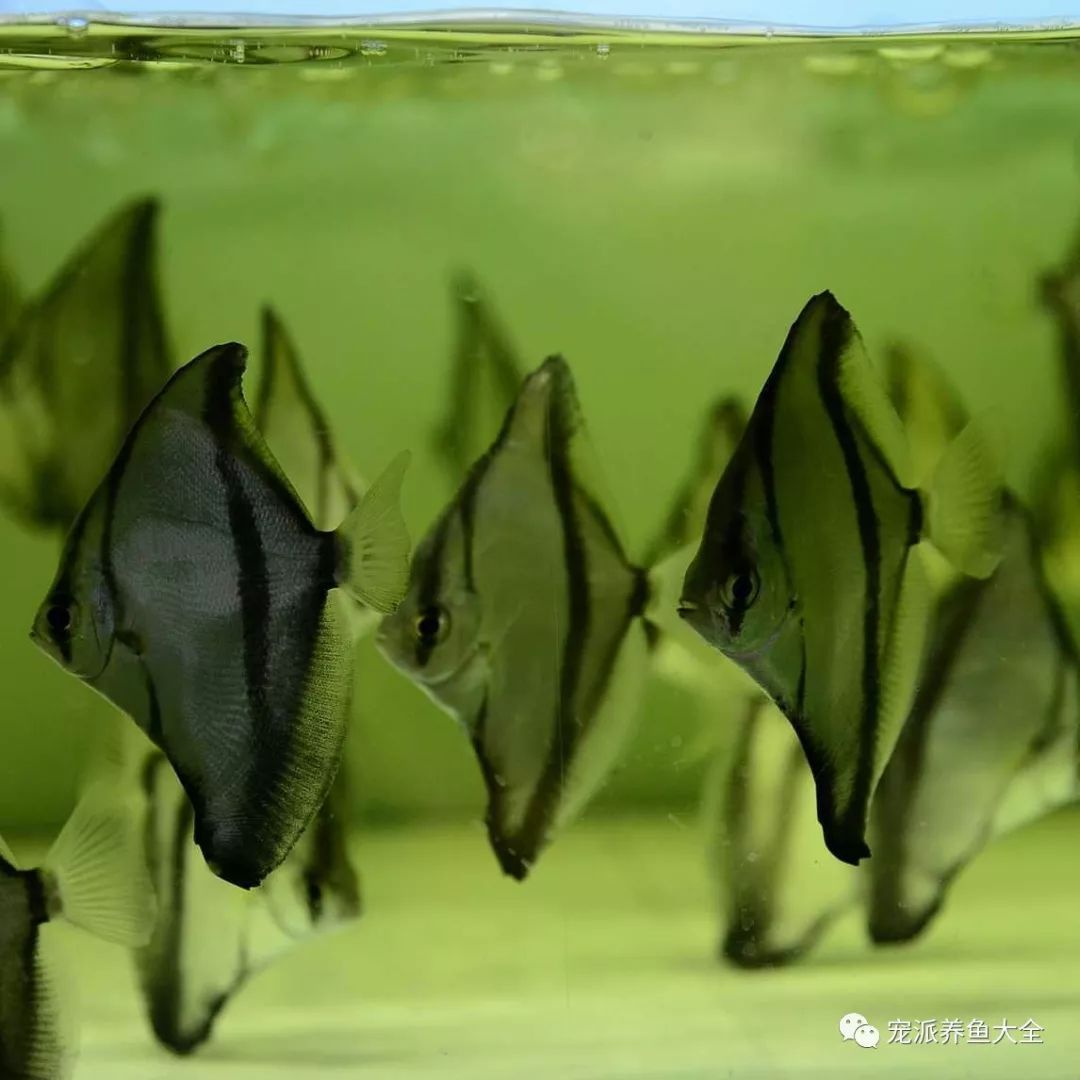 龍魚可以和龍魚混養(yǎng)嗎：百度貼吧30篇寵物魚品種介紹30篇寵物魚品種介紹