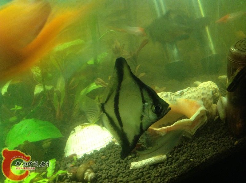 龍魚可以和龍魚混養(yǎng)嗎：百度貼吧30篇寵物魚品種介紹30篇寵物魚品種介紹