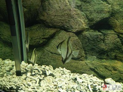 龍魚可以和龍魚混養(yǎng)嗎：百度貼吧30篇寵物魚品種介紹30篇寵物魚品種介紹