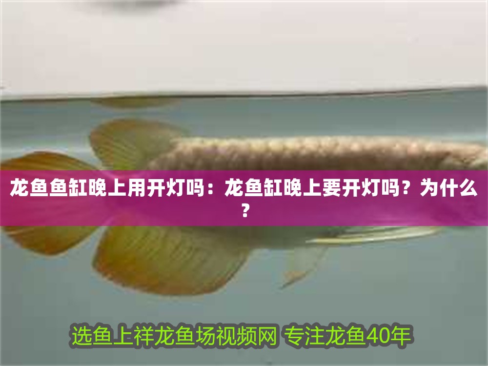 龍魚魚缸晚上用開燈嗎:龍魚缸晚上要開燈嗎?為什么? 龍魚百科 第1張 龍魚魚缸晚上用開燈嗎:龍魚缸晚上要開燈嗎?為什么? 龍魚魚缸晚上用開燈嗎:龍魚缸晚上要開燈嗎?為什么? 龍魚百科 第1張