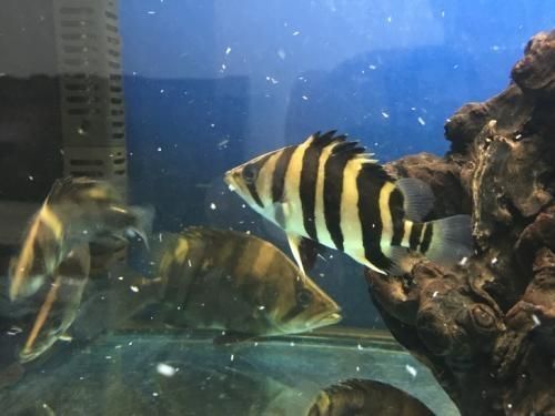 龍魚魚缸晚上用開燈嗎:龍魚缸晚上要開燈嗎?為什么? 龍魚百科 第2張 龍魚魚缸晚上用開燈嗎:龍魚缸晚上要開燈嗎?為什么? 龍魚魚缸晚上用開燈嗎:龍魚缸晚上要開燈嗎?為什么? 龍魚百科 第2張