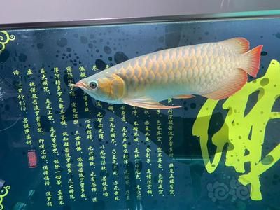 龍魚(yú)如何養(yǎng)成寬體