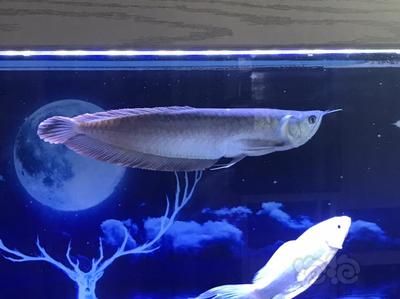 20公分龍魚(yú)適合多大缸：20公分長(zhǎng)的金龍魚(yú)適合多大的魚(yú)缸？