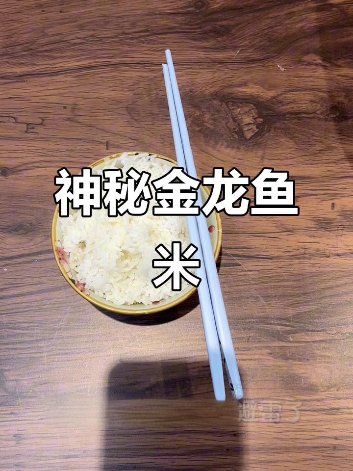 金龍魚有哪些產(chǎn)品線？