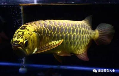 龍魚趴缸嘴巴一張一張：龍魚趴缸嘴巴一張一張可能由多種原因引起，飼養(yǎng)者應(yīng)采取相應(yīng)措施