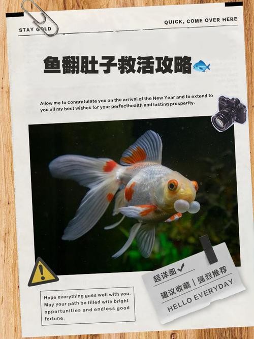 銀龍魚翻肚皮
