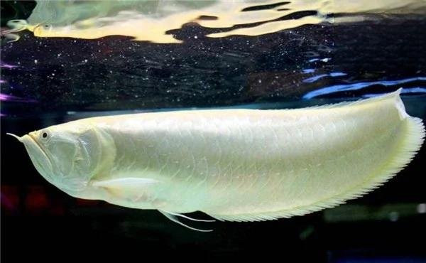 銀龍魚翻肚皮