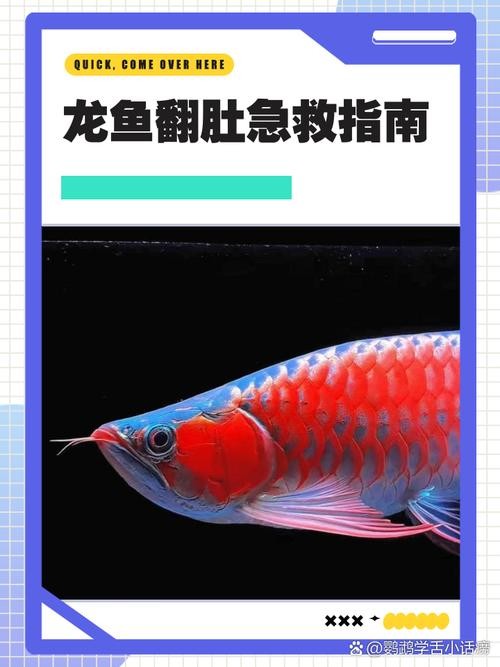 銀龍魚翻肚皮