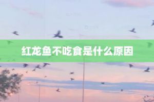 龍魚和黑魚的區別在哪里：龍魚與黑魚在外觀、生活習性等方面都有顯著的區別