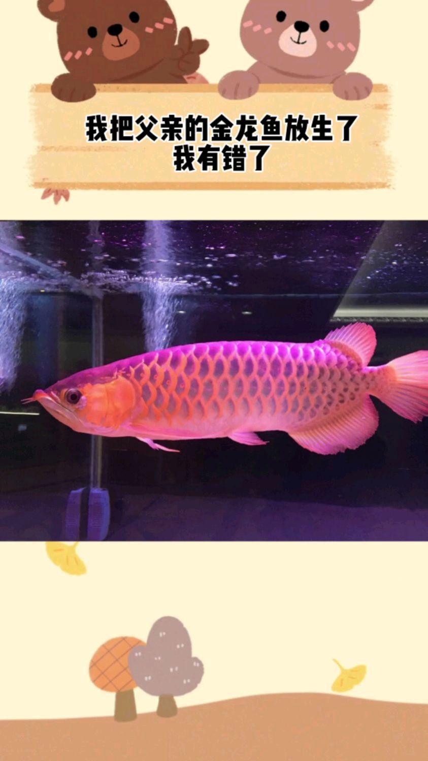 金頭金龍的市場價格是多少？