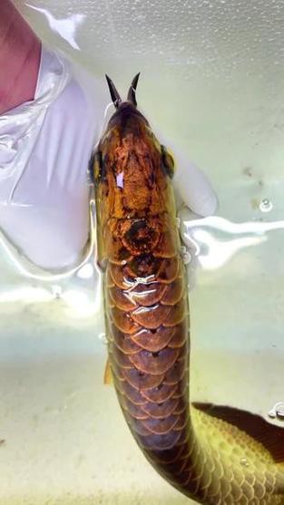 金頭金龍的市場價格是多少？