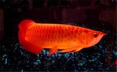 為什么紅龍魚變成金黃色（紅龍魚為什么會變金黃色？）