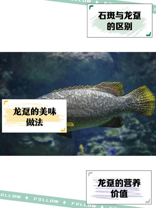 北海龍魚圖片