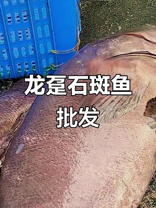 北海龍魚圖片
