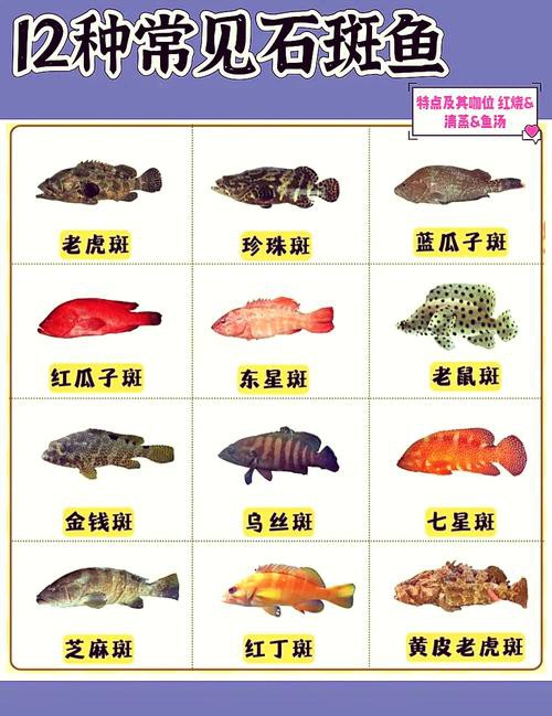 北海龍魚圖片