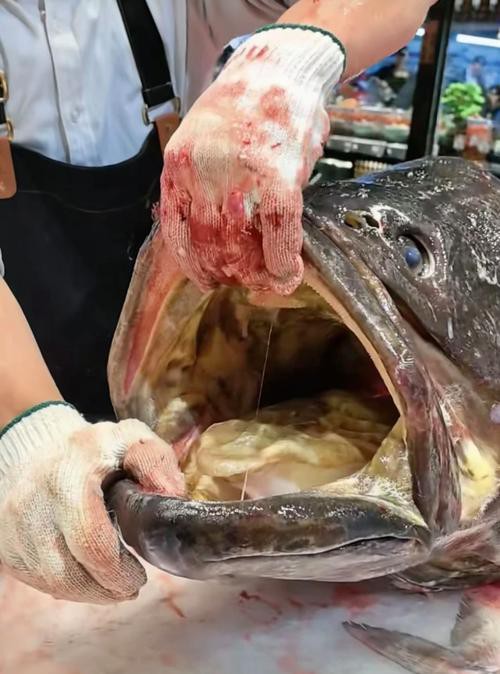 <strong><mark>北海</mark></strong>龍魚圖片