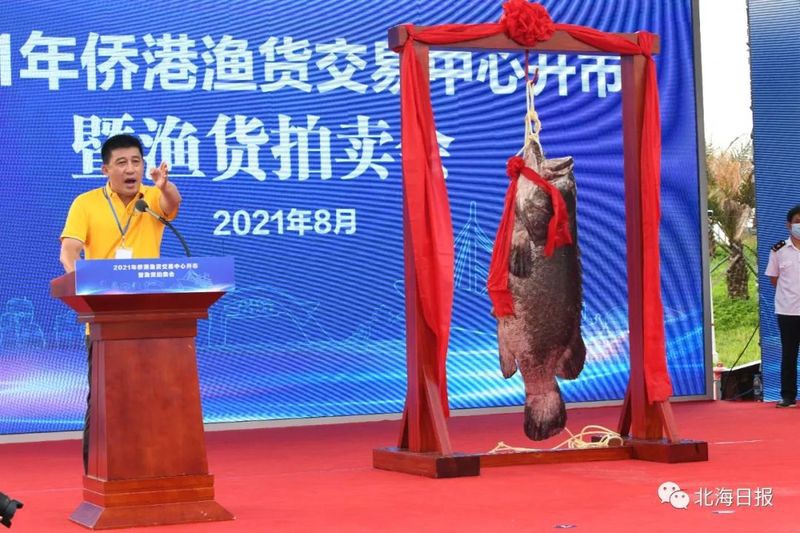 北海龍魚圖片