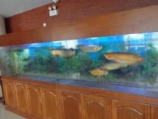 金龍魚眼睛塌陷：金龍魚的眼睛塌陷怎么辦
