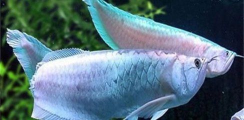 銀龍魚飲食搭配建議：銀龍魚的飲食搭配