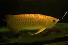 如何挑選高品質的血紅龍？