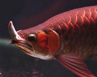 紅龍魚好長時間不吃東西了：紅龍魚三個月不吃東西會死嗎