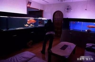 龍魚一般需要多大缸：關于龍魚所需魚缸尺寸的詳細信息