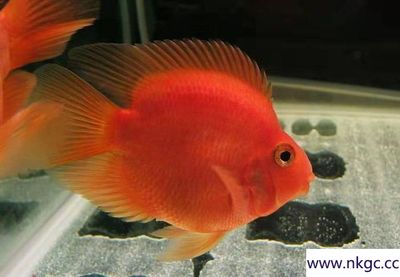 銀龍魚的價格范圍：一只銀龍魚可以賣多少錢人民幣購買銀龍魚的價格范圍