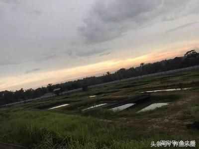 龍魚繁殖場概述（龍魚繁殖場是一個集成了先進技術(shù)和嚴(yán)格管理的設(shè)施）