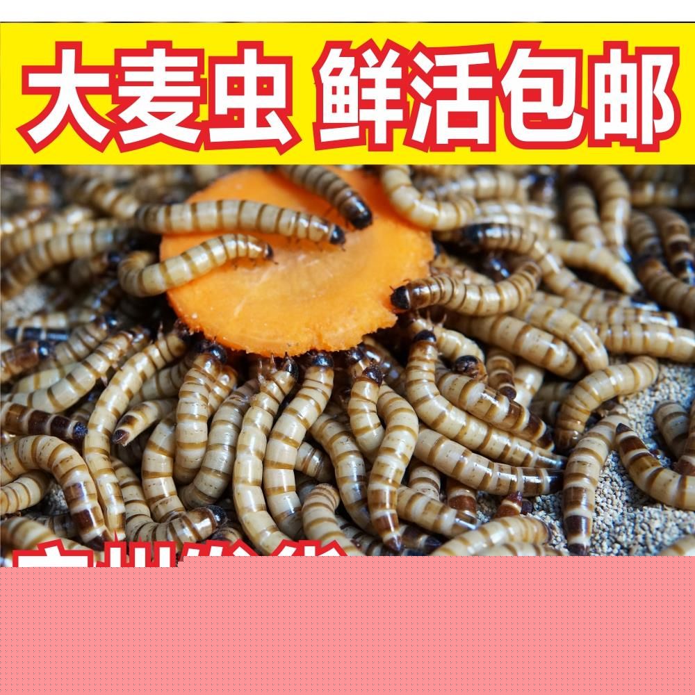龍魚是否可以吃面包蟲干（龍魚可以吃面包蟲干嗎？）