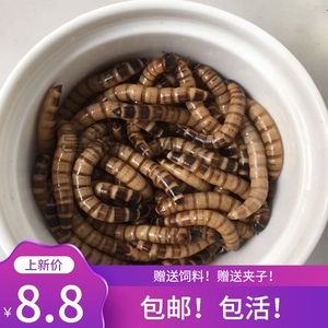 龍魚是否可以吃面包蟲干（龍魚可以吃面包蟲干嗎？）
